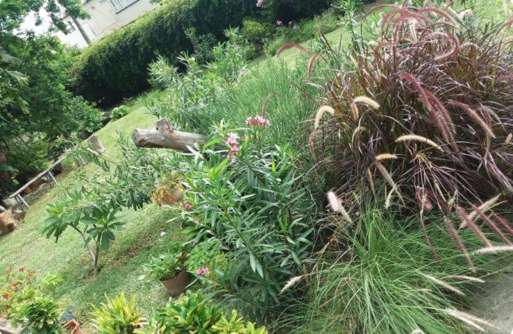 Comfy Home-Tropical Garden & 5 Min Walk To Beach Tamarin Exterior foto